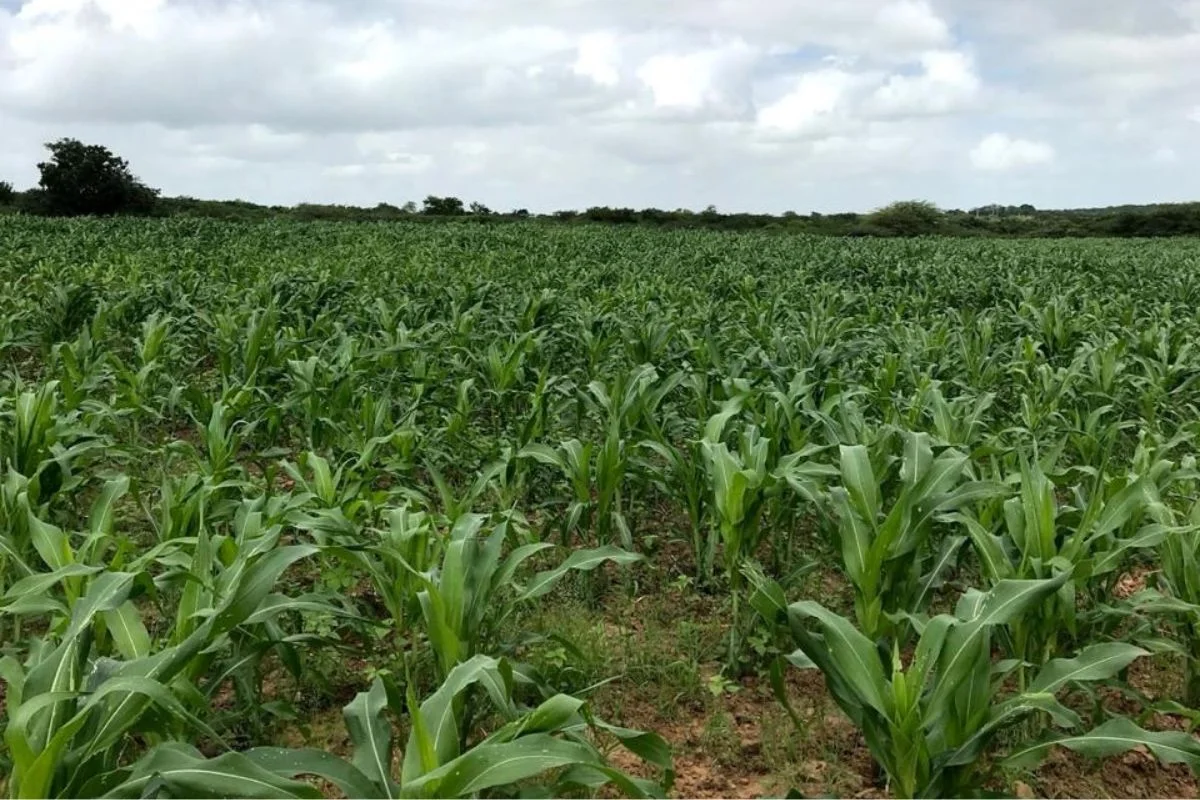 Limoeiro do Norte recebe a primeira edição da Expo Agro Vale do
Jaguaribe.