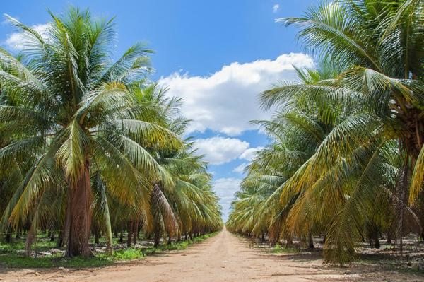 Cultivo sustentável de coco e cacau em Petrolina (PE) fortalece a agricultura regenerativa da PepsiCo.