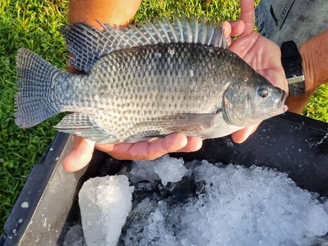 Piscicultura cearense cresce 26,8% em 2024 e se prepara para retomar exportações com apoio do BNDES e novo frigorífico.