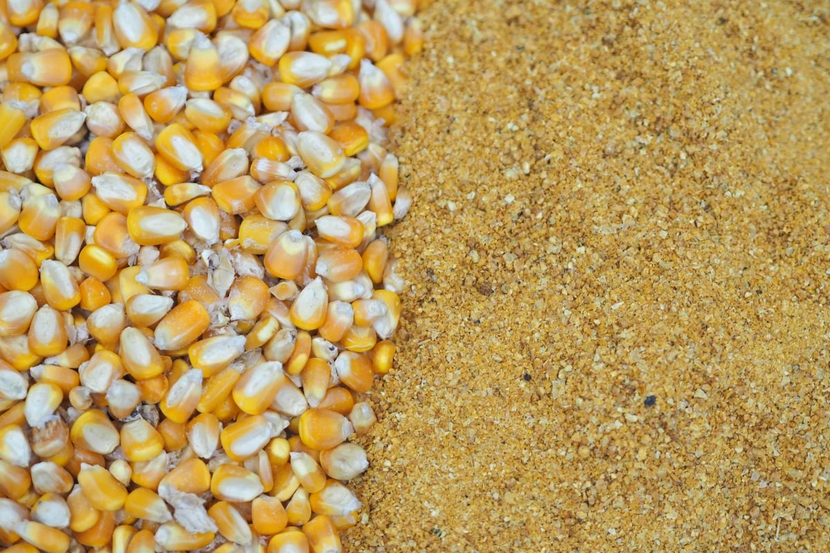 Brasil avança nas exportações de DDG e entra na disputa com os EUA pelo mercado chinês.