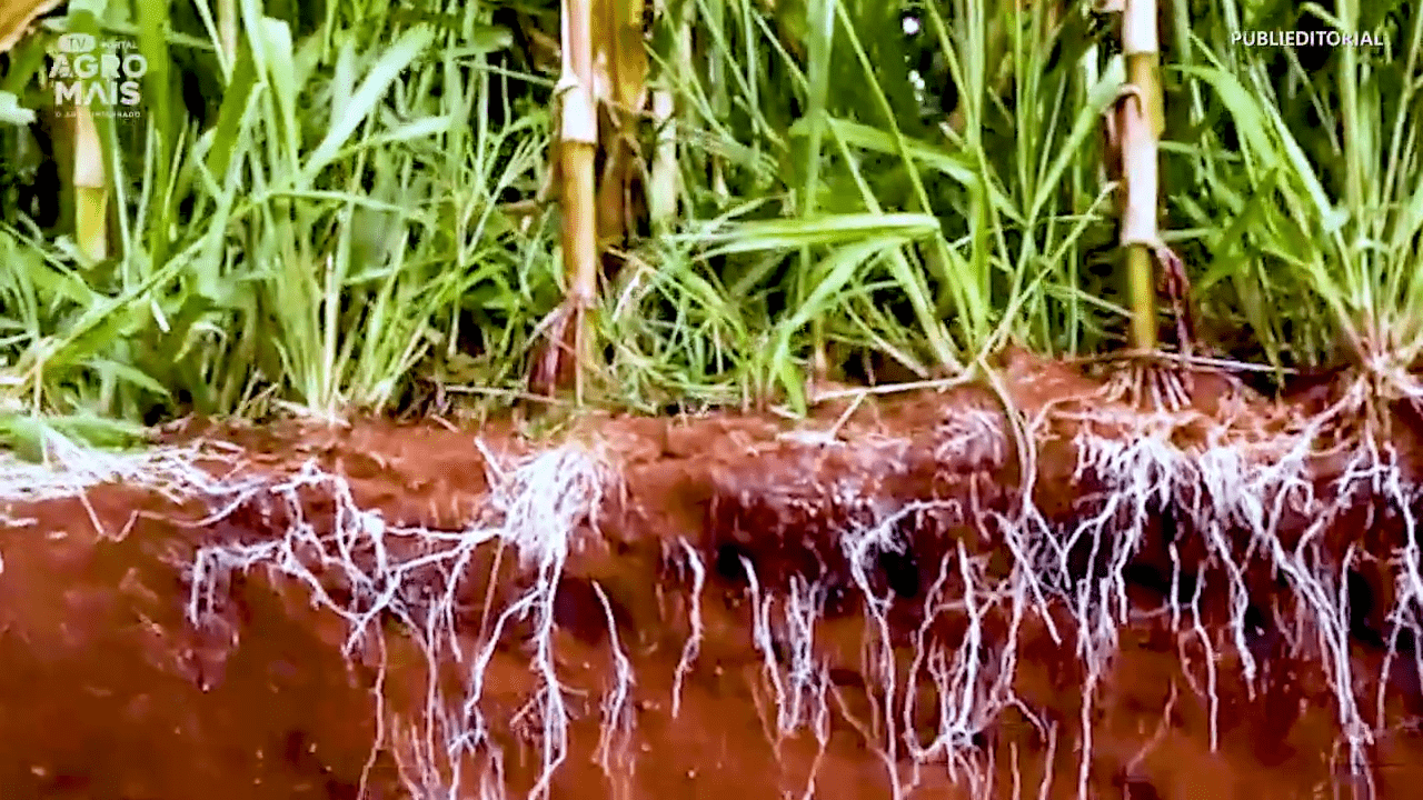 Tecnologia consórcio probiótico é apresentada como solução prática para viveiros e outras cadeias do agro.