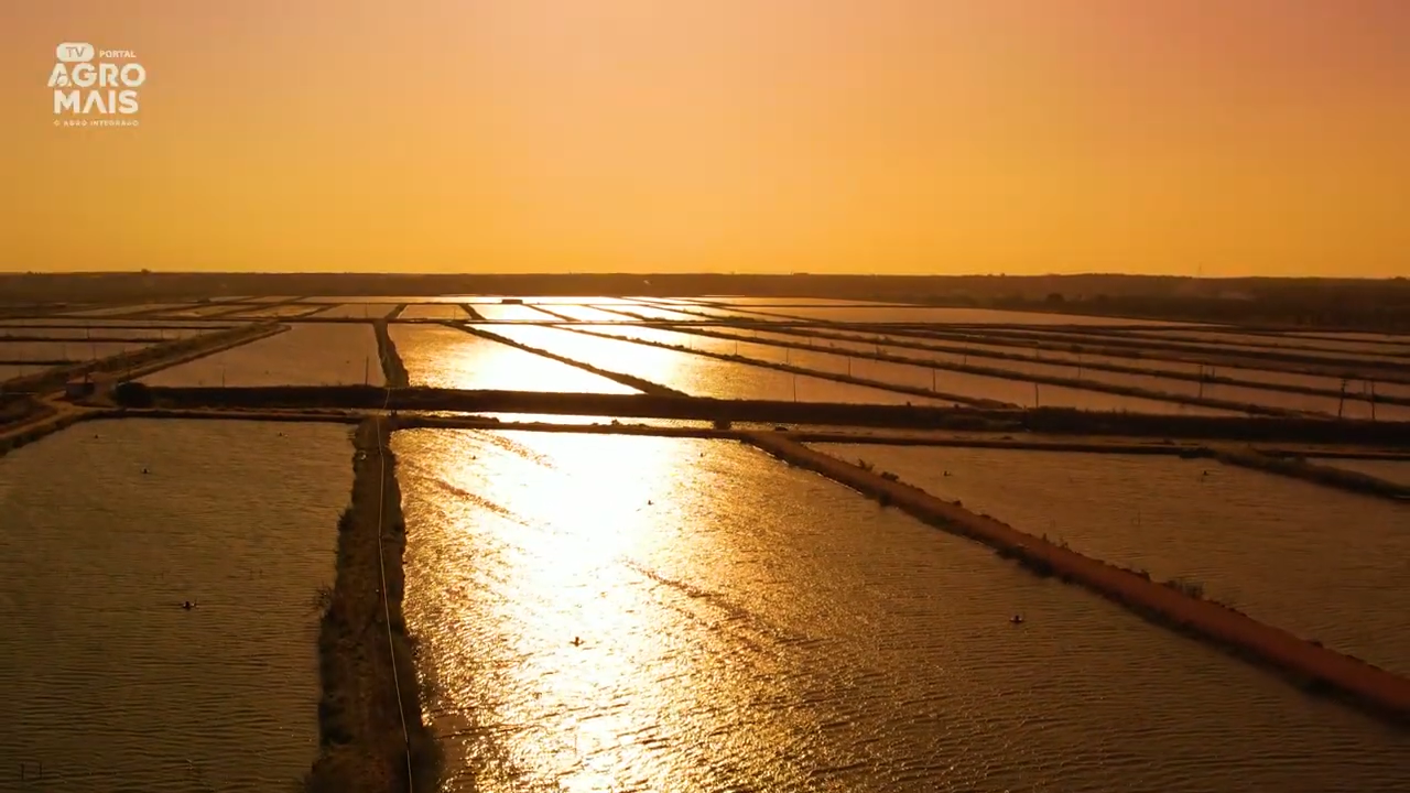 Indicação geográfica no Ceará destaca selos de origem como Camarão da Costa Negra e produtos tradicionais com valor agregado.