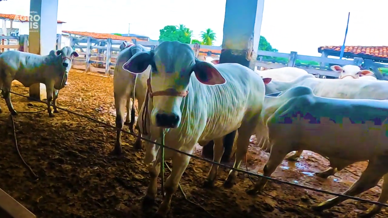 Empoderamento feminino pecuária ganha destaque com prêmio e legado na criação de Nelore no Nordeste.