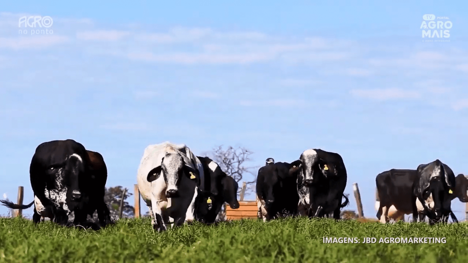 A bovinocultura no Ceará enfrenta desafios, mas avança com tecnologia e assistência técnica.