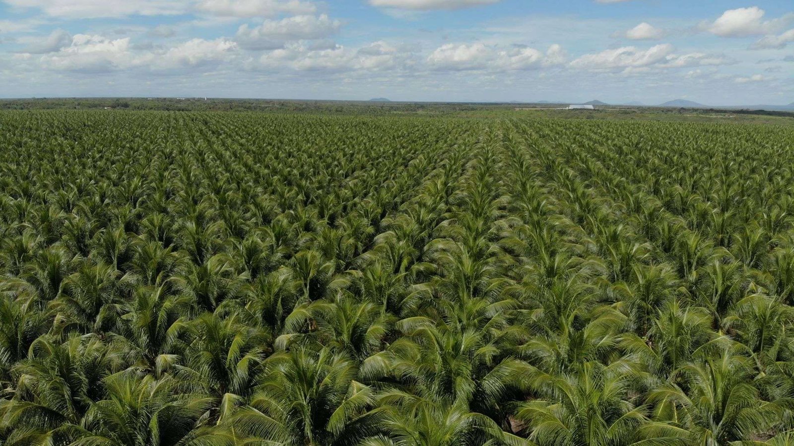 Vista aérea de uma plantação de coqueiros que representa a expansão da cocoicultura no Brasil.
