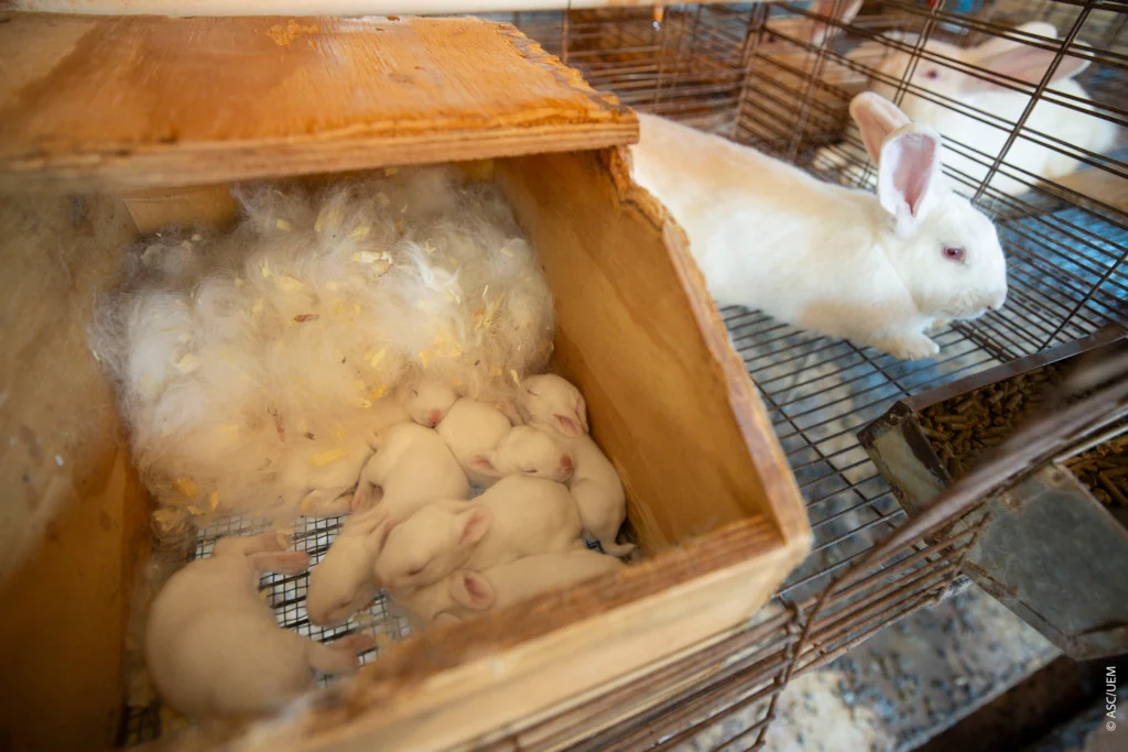 Estudo no Paraná avança com protocolo de ordenha e mira fórmula inédita no Brasil