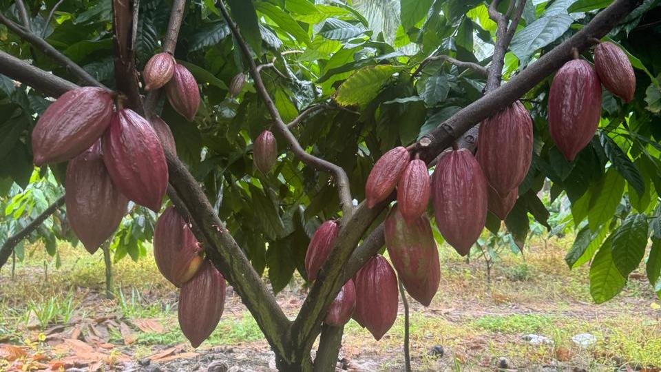 Cultivo de cacau avança no Ceará com tecnologia adaptada ao clima local.