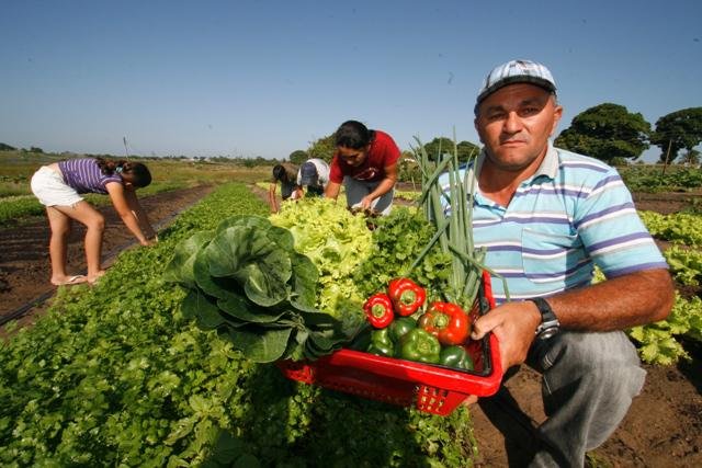Agricultores familiares durante a colheita em propriedade rural, destacando a importância da produção local para o desenvolvimento do campo.
