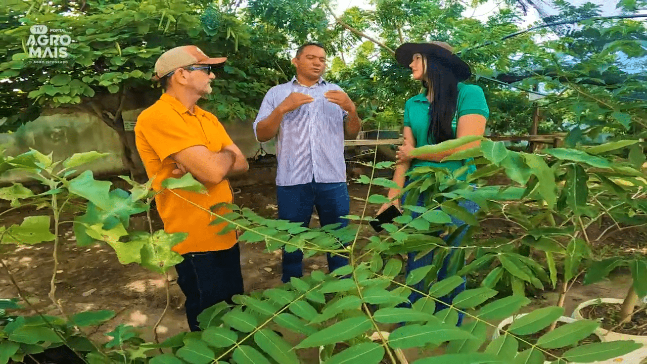 Agro em Madalena investe em viveiros, apicultura e agricultura familiar