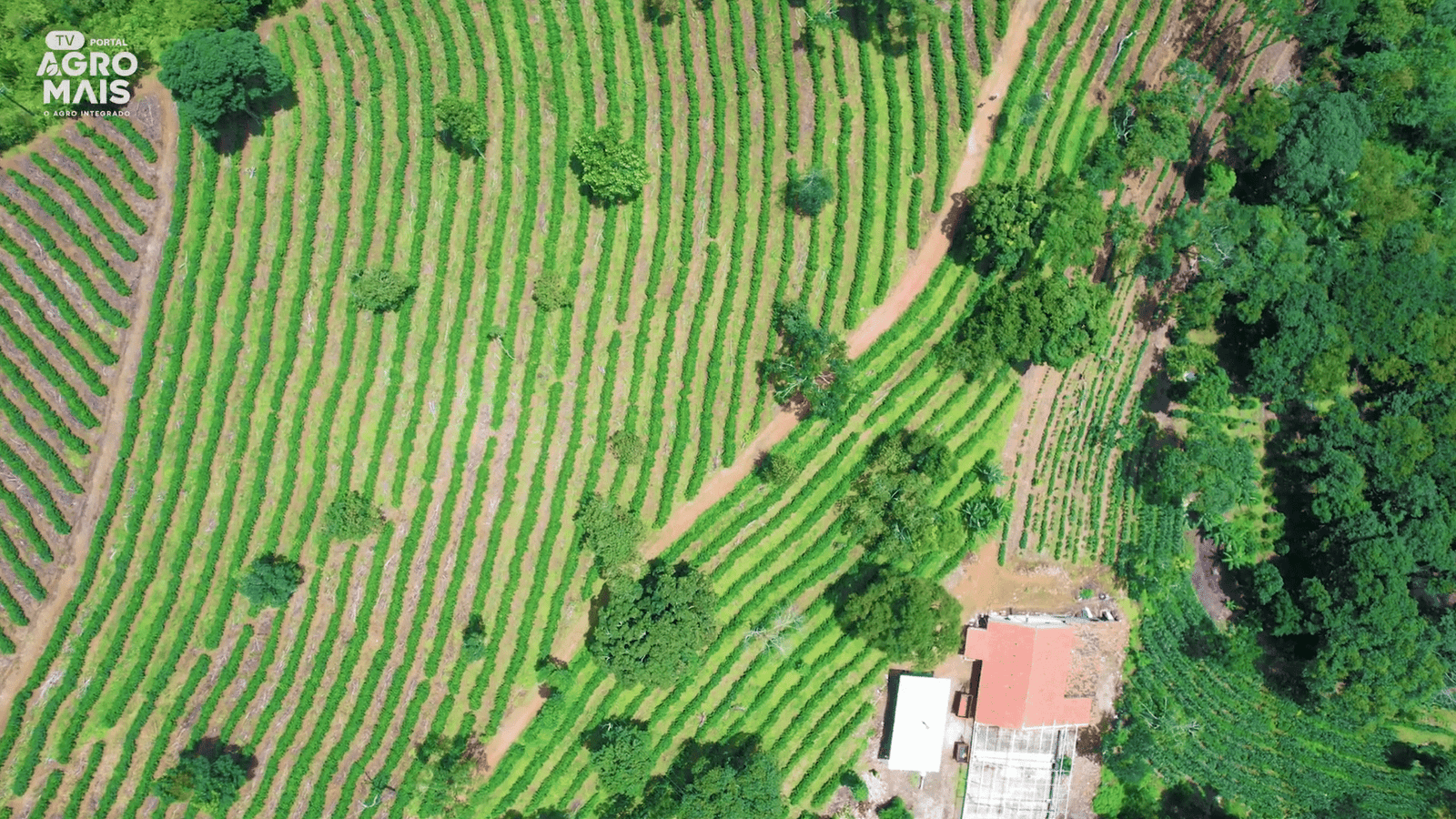 Cultivo de café é retomado no Maciço de Baturité com técnicas modernas.