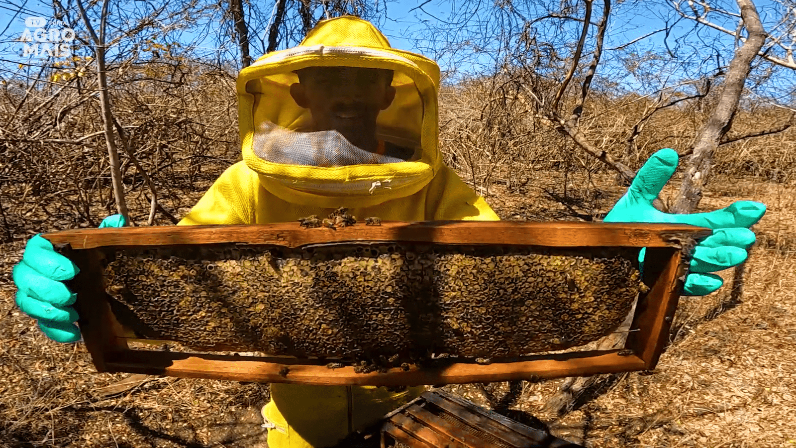 Apicultor de Ocara apresenta mel escuro originado da florada do caju, resultado da integração entre apicultura e cajucultura.