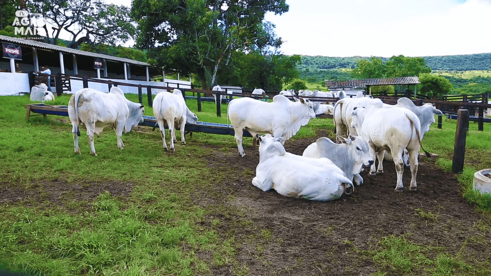 Leilão Nelore FMFC reúne criadores e destaca animais com elevado padrão genético no Ceará.