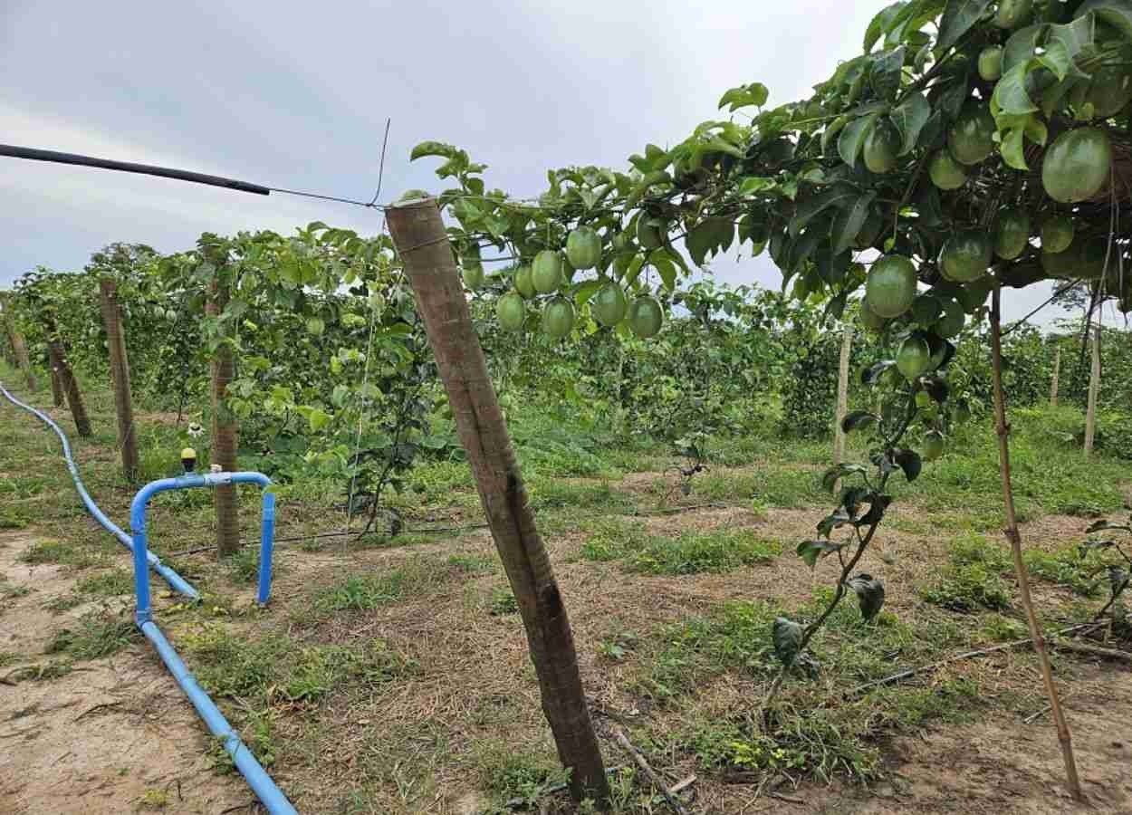 Uso de manejo técnico e irrigação viabiliza fruticultura de dupla safra no semiárido.