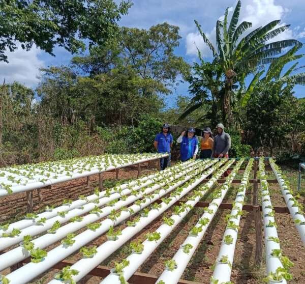 Produção hidropônica de alface avança em Ubajara com apoio técnico.