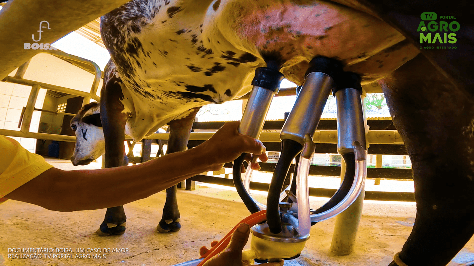 Fazenda Boísa se destaca no Ceará pelo melhoramento genético do gado leiteiro e pela tradição familiar no campo.