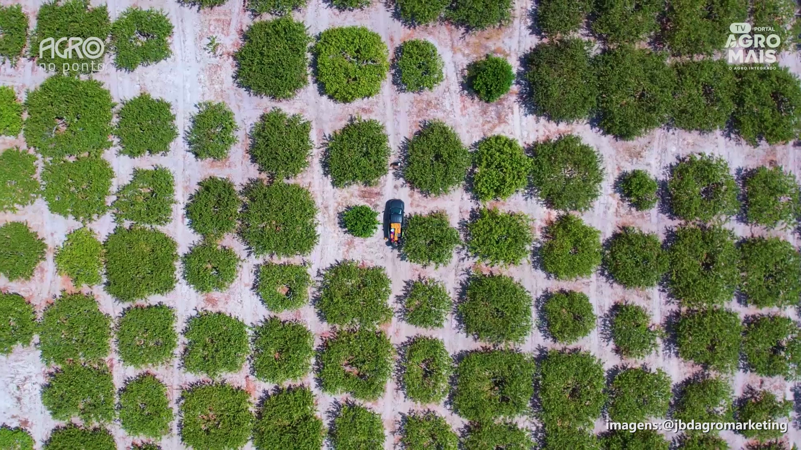 Embrapa apresenta nova variedade de caju com maior potencial produtivo no Ceará.