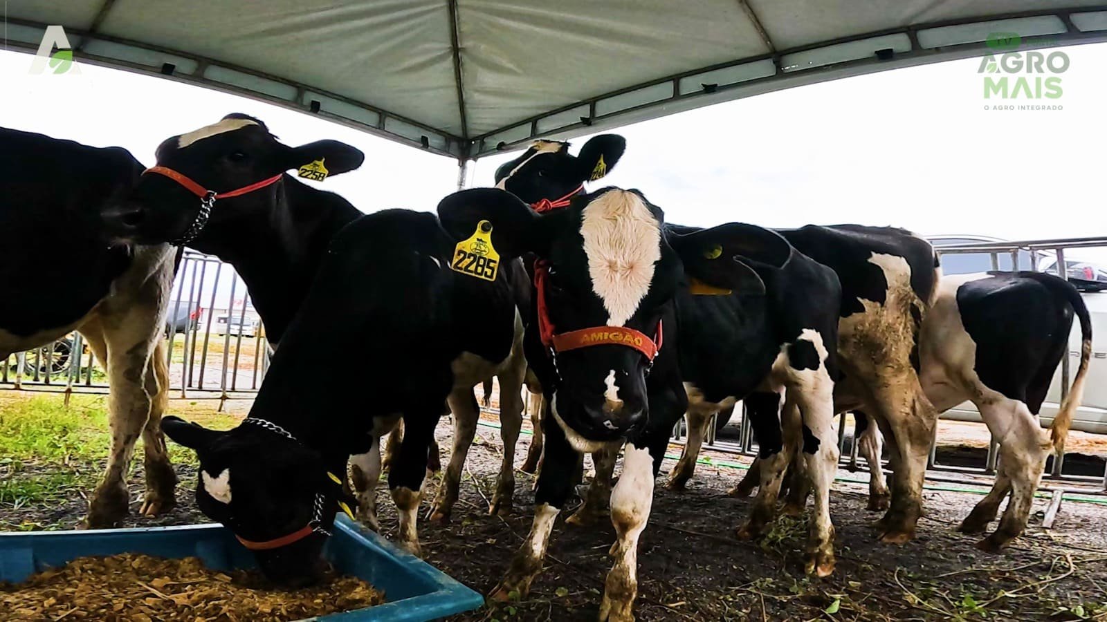 Animais nascidos com tecnologia de fertilização in vitro foram exibidos no Conexão Agro, em Iguatú, reforçando os resultados do projeto FIV Ceará.