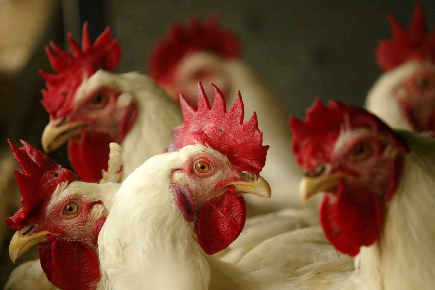 Brasil exporta 493,2 mil toneladas de carne avícola em março de 2026 e consolida liderança global.