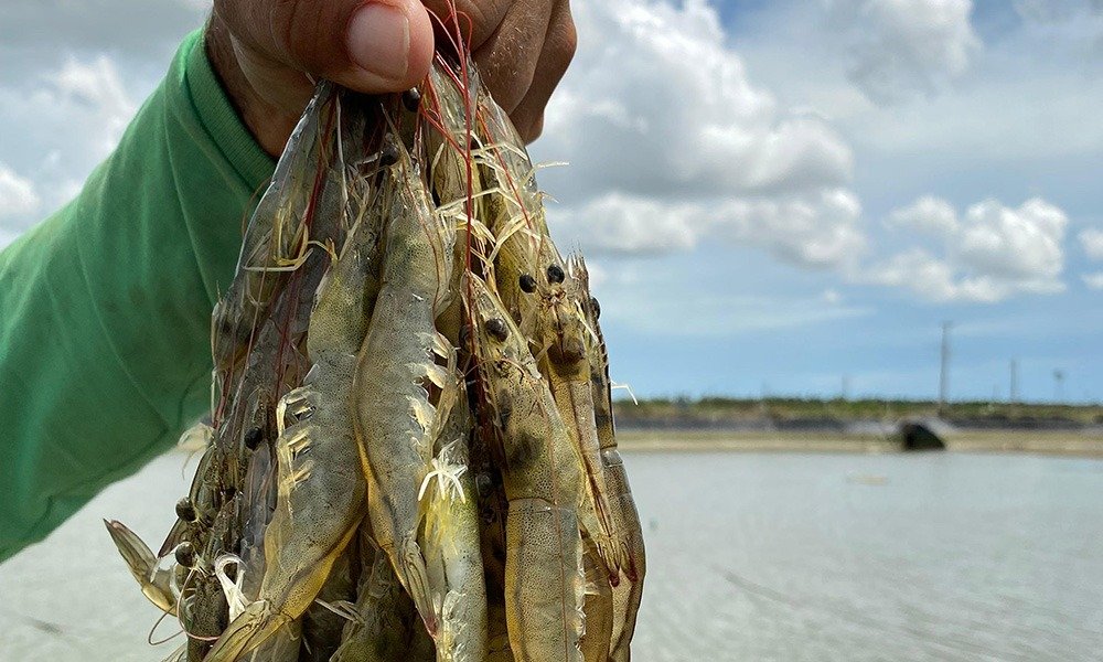 A aquicultura no Ceará atingiu 16.233 hectares em 2025, segundo estudo da Funceme. Produtores aguardam crédito do BNB para expandir.
