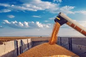 Cotações do milho subiram nas principais praças físicas do Brasil segundo o Cepea. Oriente Médio e safrinha estão no centro da análise.