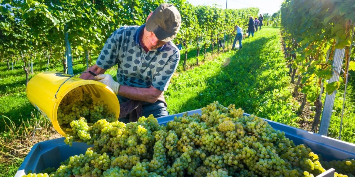 O crescimento do crédito rural empresarial sinaliza ambiente favorável de financiamento para o agronegócio brasileiro e nordestino.
