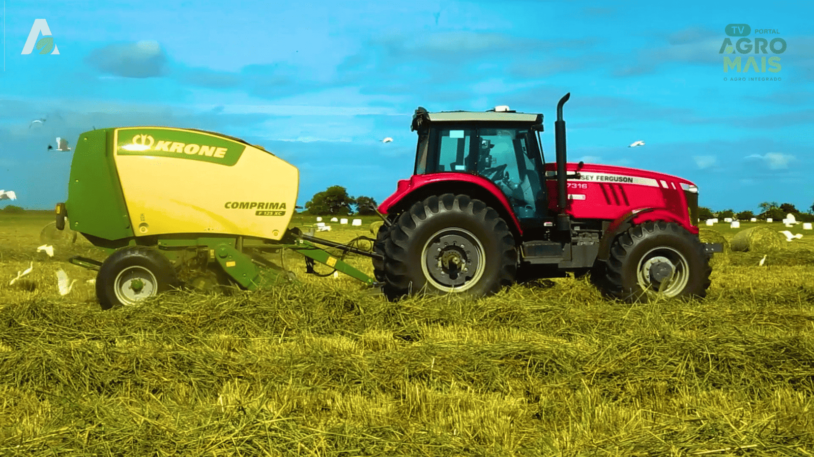 Silagem pré-secada surge como alternativa estratégica para alimentação do rebanho no Nordeste.