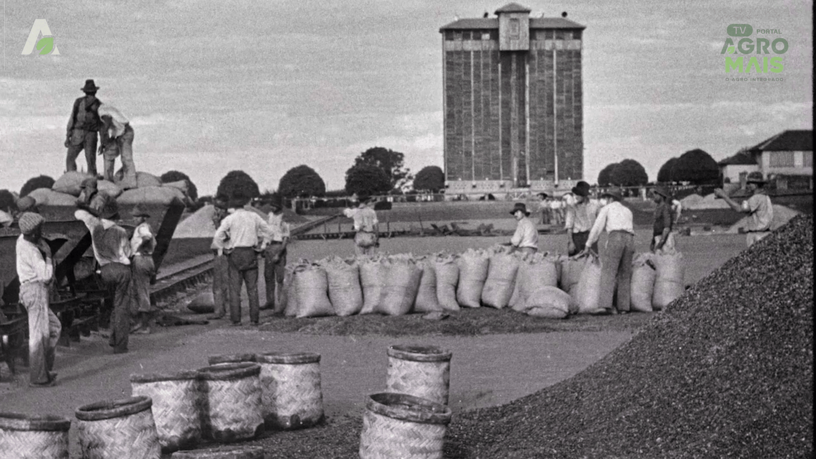 Pés de café com mais de 100 anos ainda produzem no Maciço de Baturité, símbolo da qualidade do café cearense.