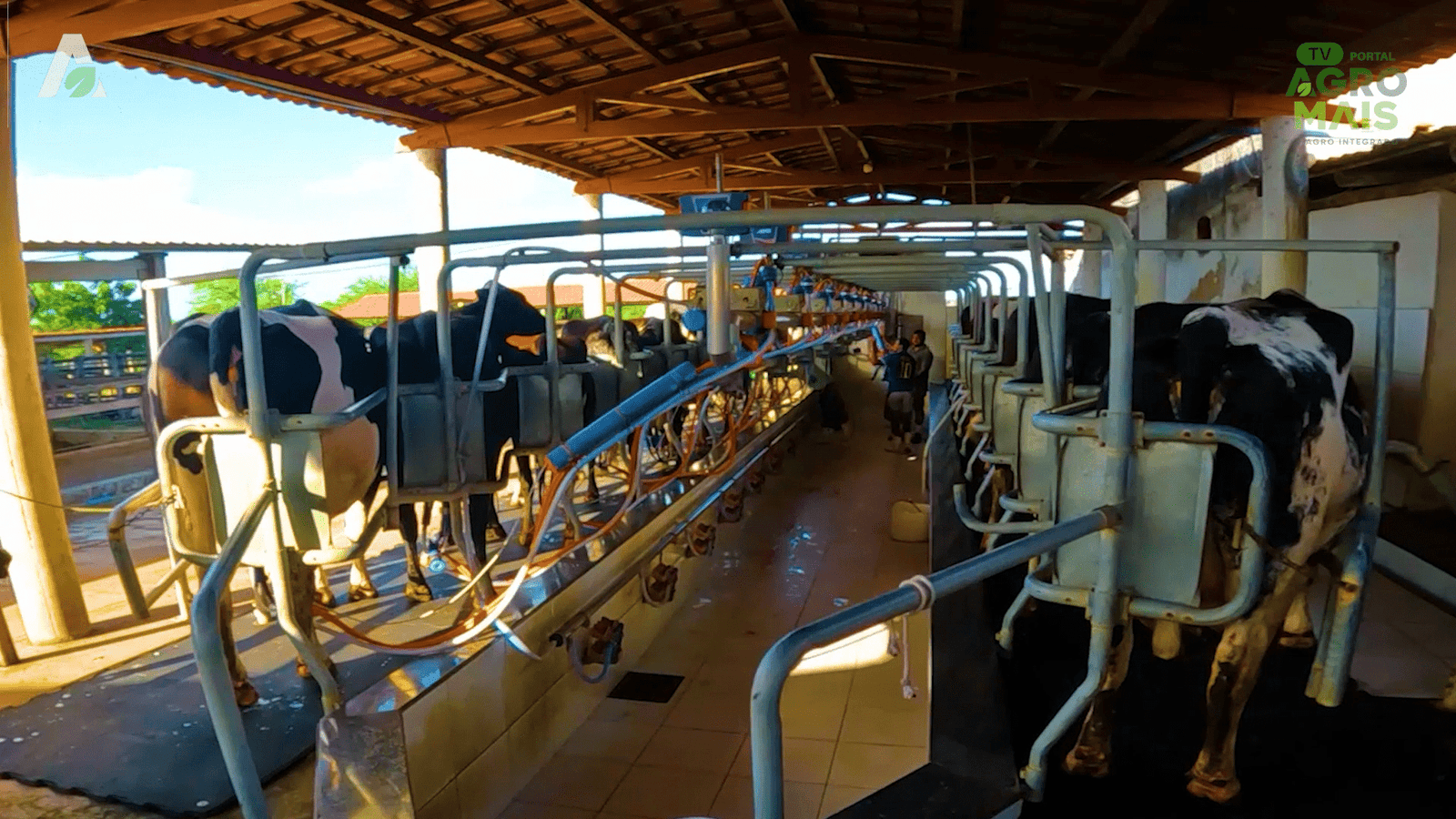 Estrutura moderna de ordenha mecanizada na propriedade do produtor Moisés, de Limoeiro do Norte (CE) — referência em pecuária leiteira no Vale do Jaguaribe.