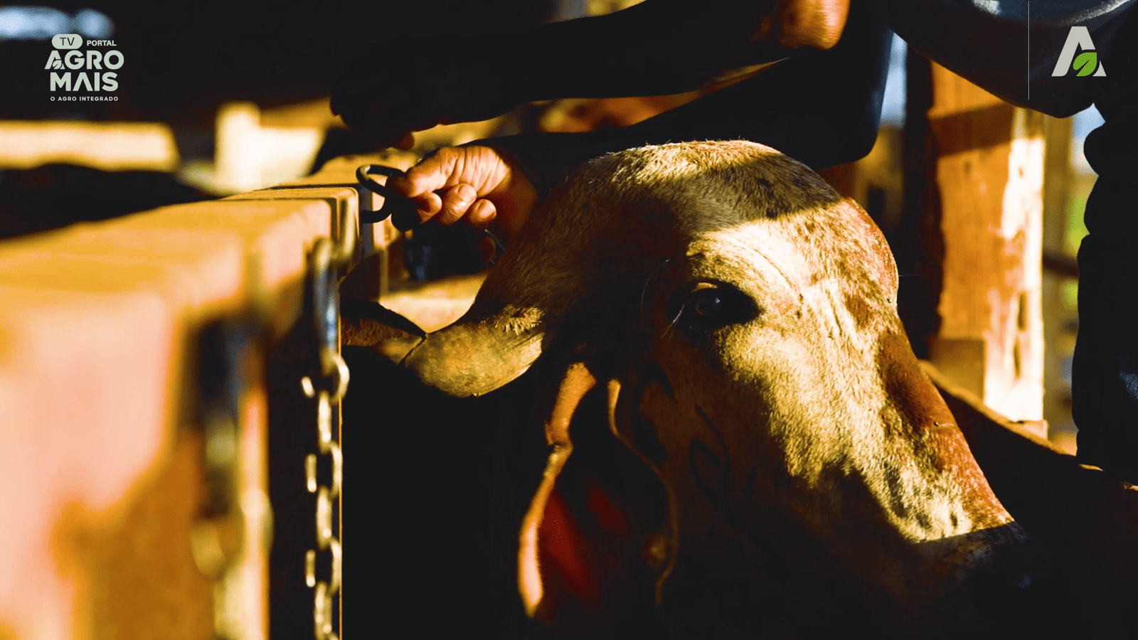 Programa de FIV subsidiado pela Faecer e pelo Sebrae leva biotecnologia genética a todas as regiões do Estado do Ceará