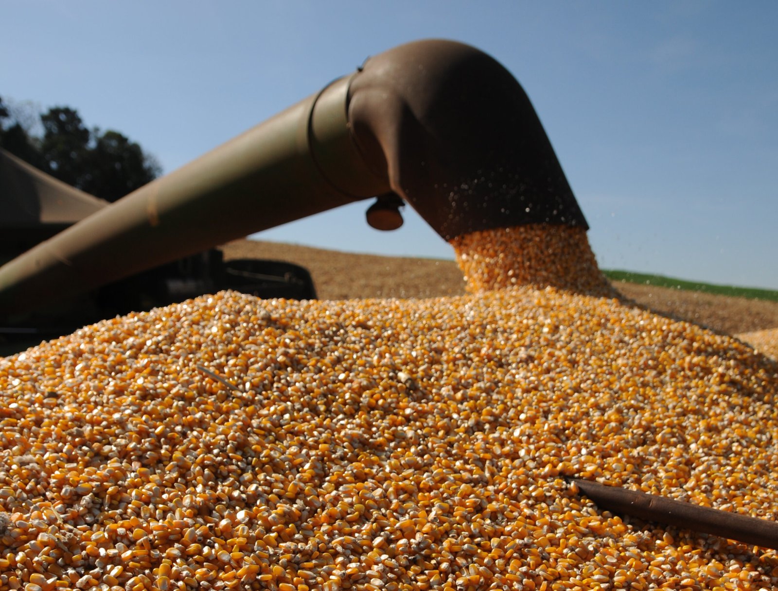 Produção recorde na Argentina aumenta pressão sobre preços do milho