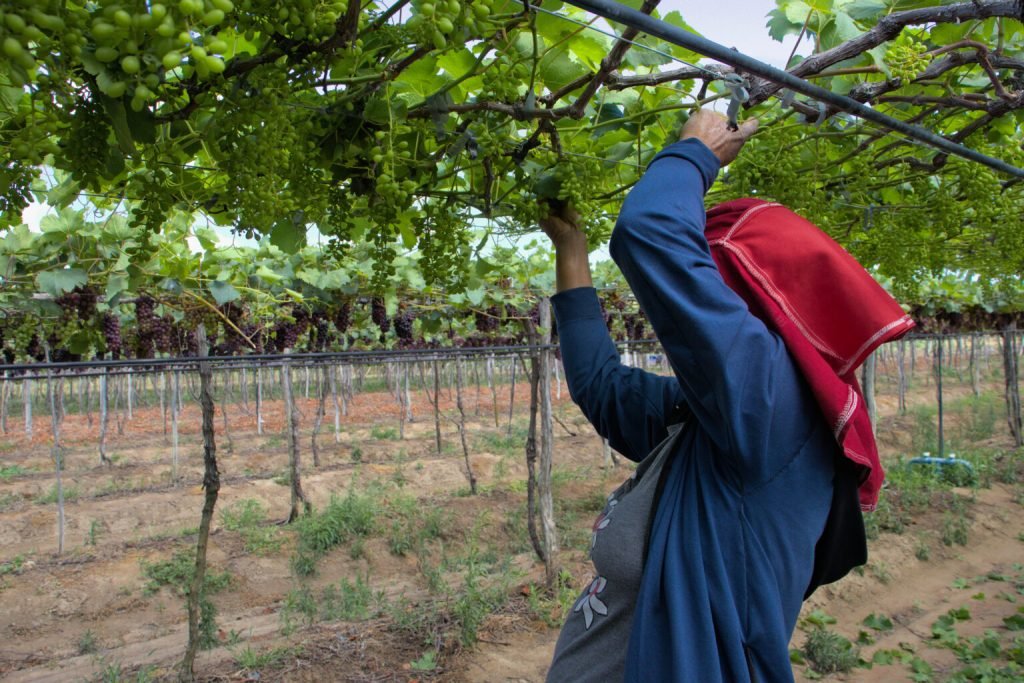 Projeto no Vale do Jaguaribe mira exportação de uva para Europa