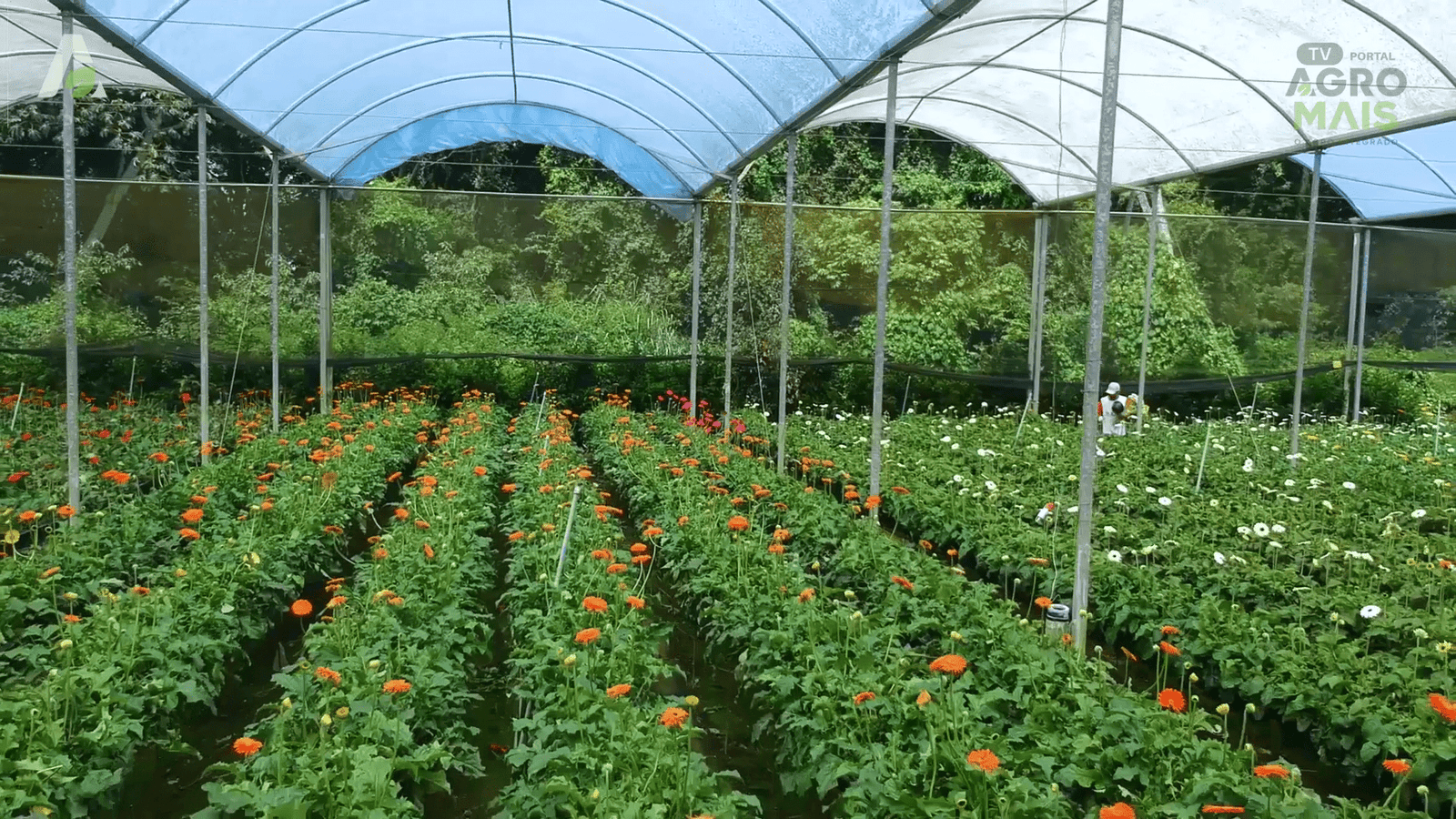 A Serra da Ibiapaba reúne clima, água e localização estratégica para se consolidar como polo de flores no Nordeste brasileiro.