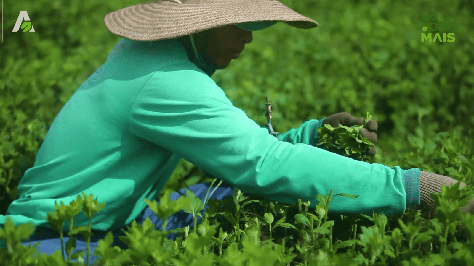 Cláudio Fogaça construiu, em 22 anos, um dos maiores negócios de floricultura da região serrana do Ceará 