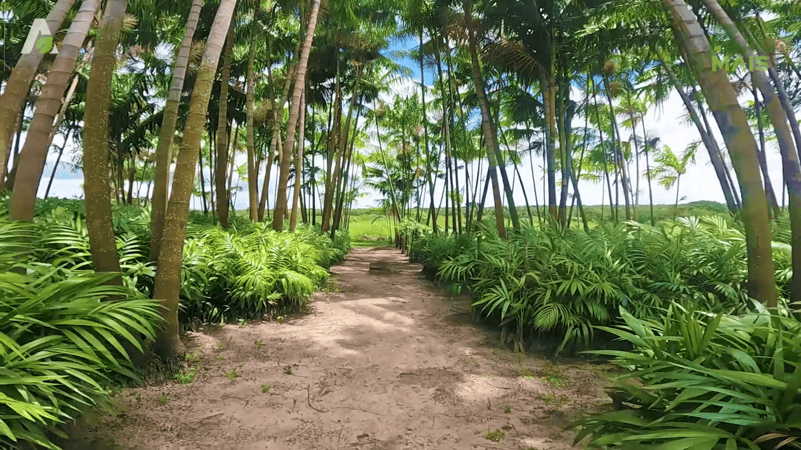 Cultivo de açaí irrigado avança no litoral cearense