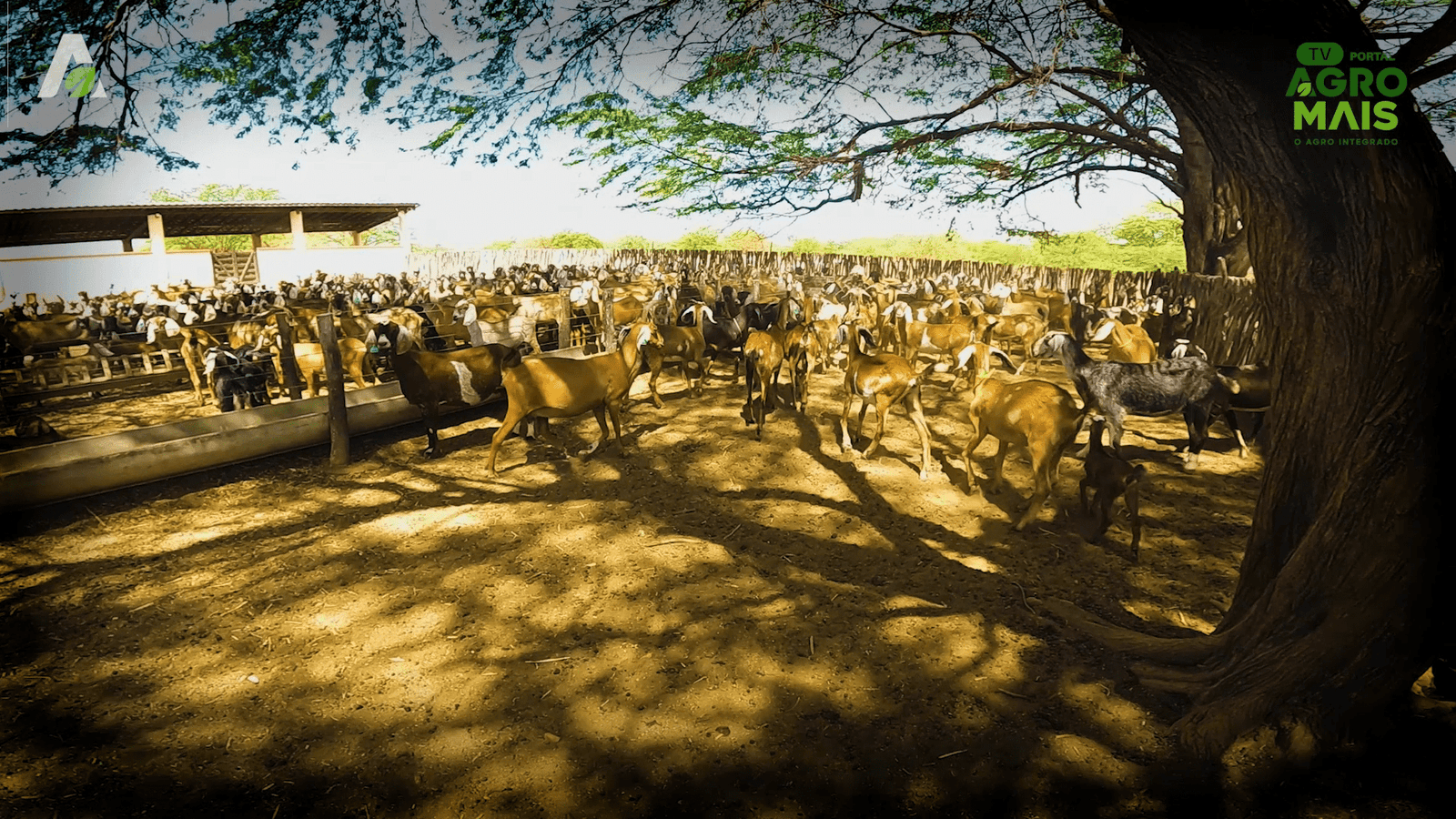 Produção de derivados de leite de cabra impulsiona renda no semiárido