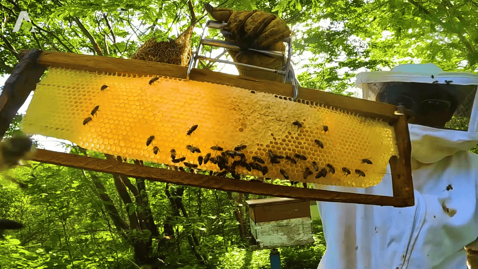 apicultura no sertão cearense viveiro mudas nativas Madalena CE