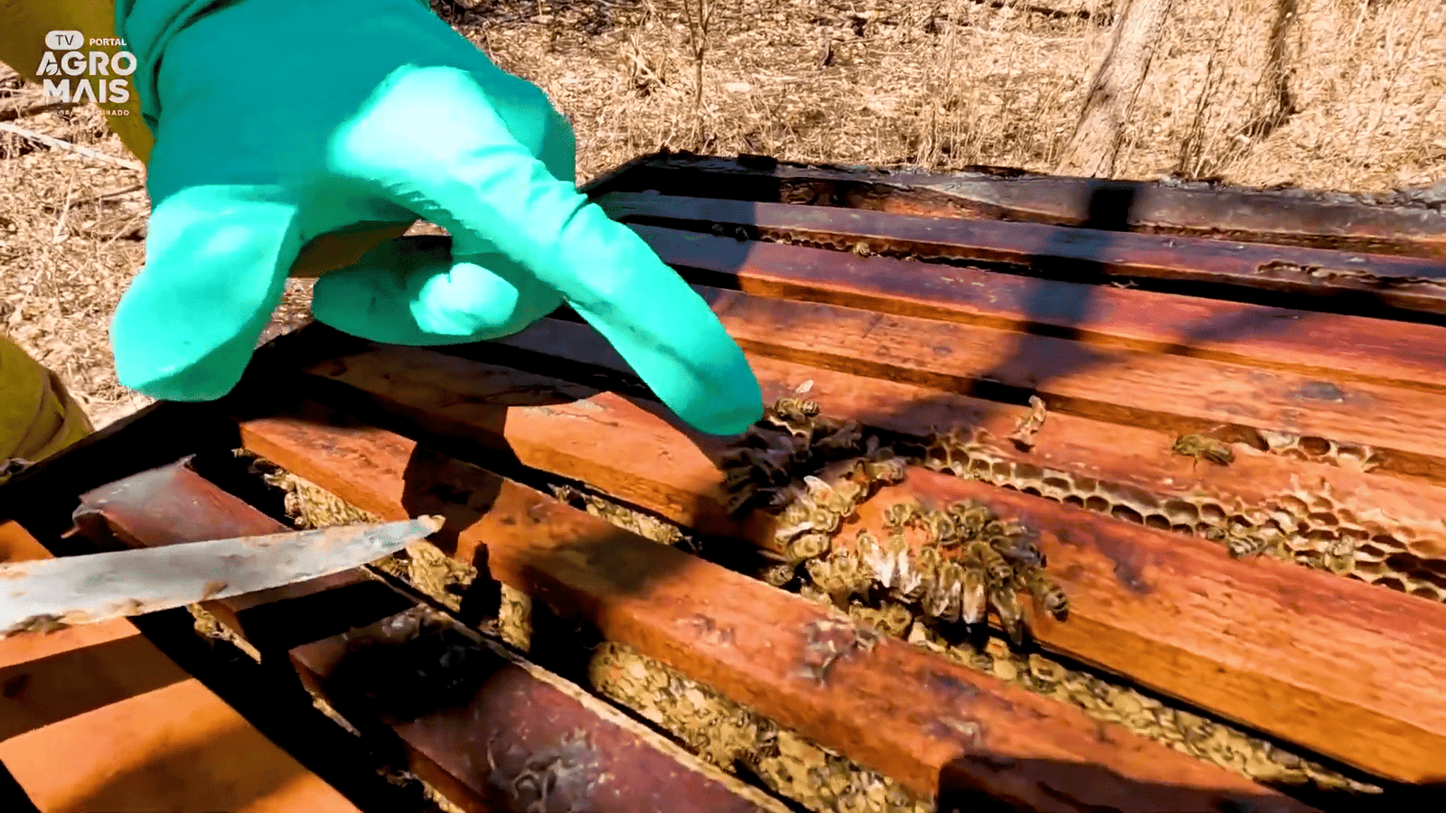 Júnior do Mel exibe favo com mel da florada do cajueiro em Ocara (CE). A coloração escura é característica desse tipo de produção.