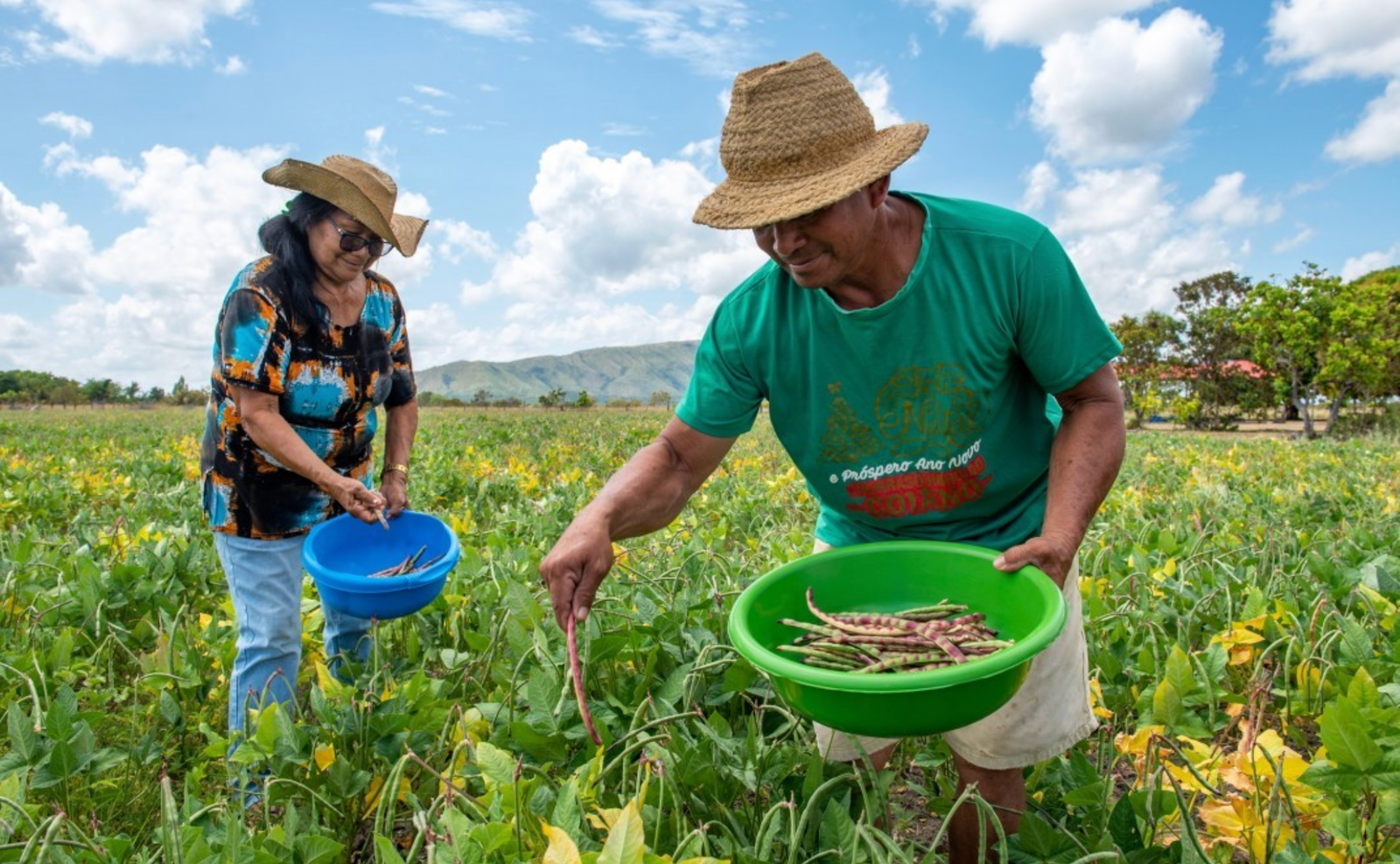 Bônus Pronaf: feijão-caupi, mandioca e arroz no Ceará têm desconto em maio