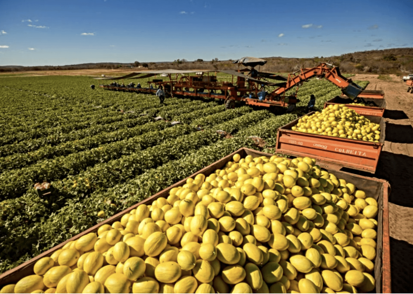 Fruticultura cearense e EUDR — sustentabilidade e rastreabilidade definem quem exporta frutas para a Europa em 2026
