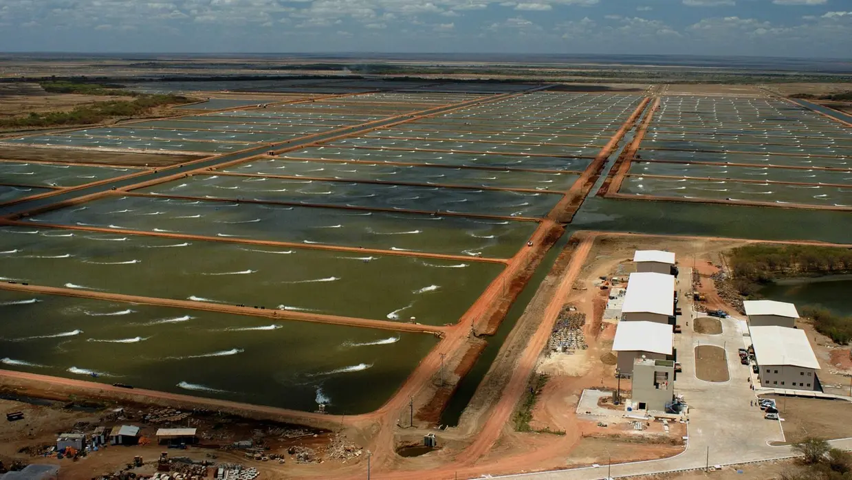Camarão cearense pronto para a Europa, mas barreira sanitária ainda bloqueia exportações