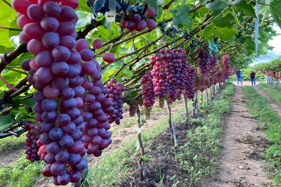 Vale do Jaguaribe se consolida como polo exportador com uva, frutas e eventos do agro

