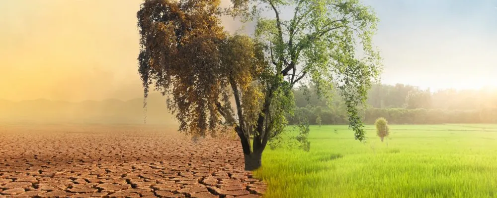 Mudança climática é o principal risco do agro em 2026, aponta 79% das empresas