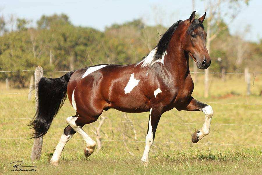 Mangalarga Marchador: a raça nacional que move bilhões chega à Agro Tauá
