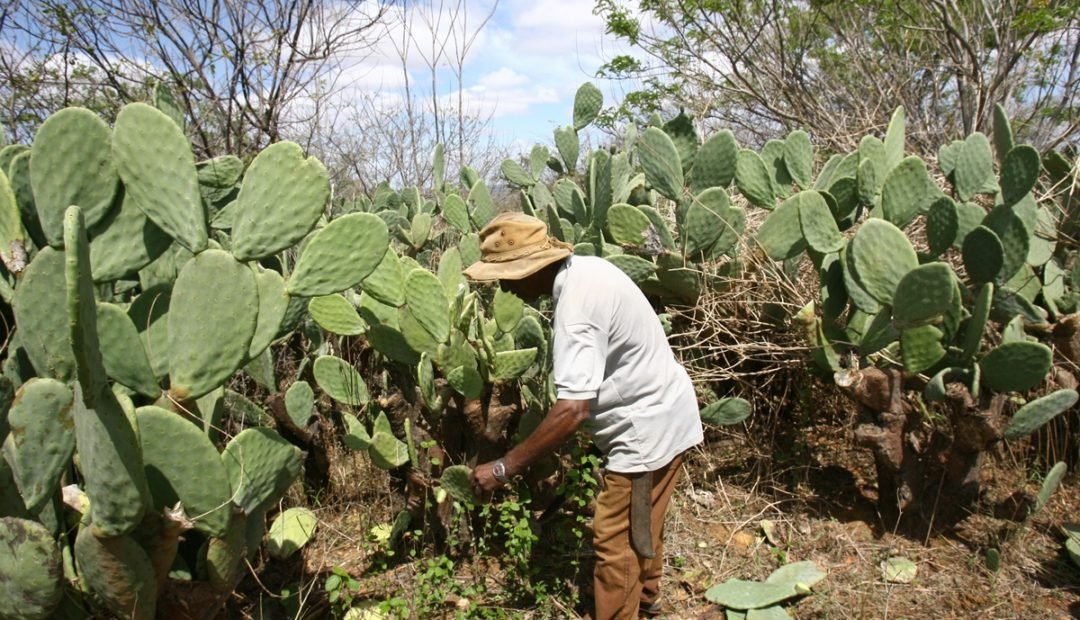 Palma forrageira: a base alimentar que sustenta a ovinocaprinocultura de Tauá