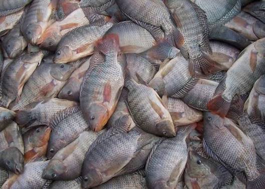 Mercado da tilápia após tarifaço dos EUA é analisado na PEC Brasil 2026