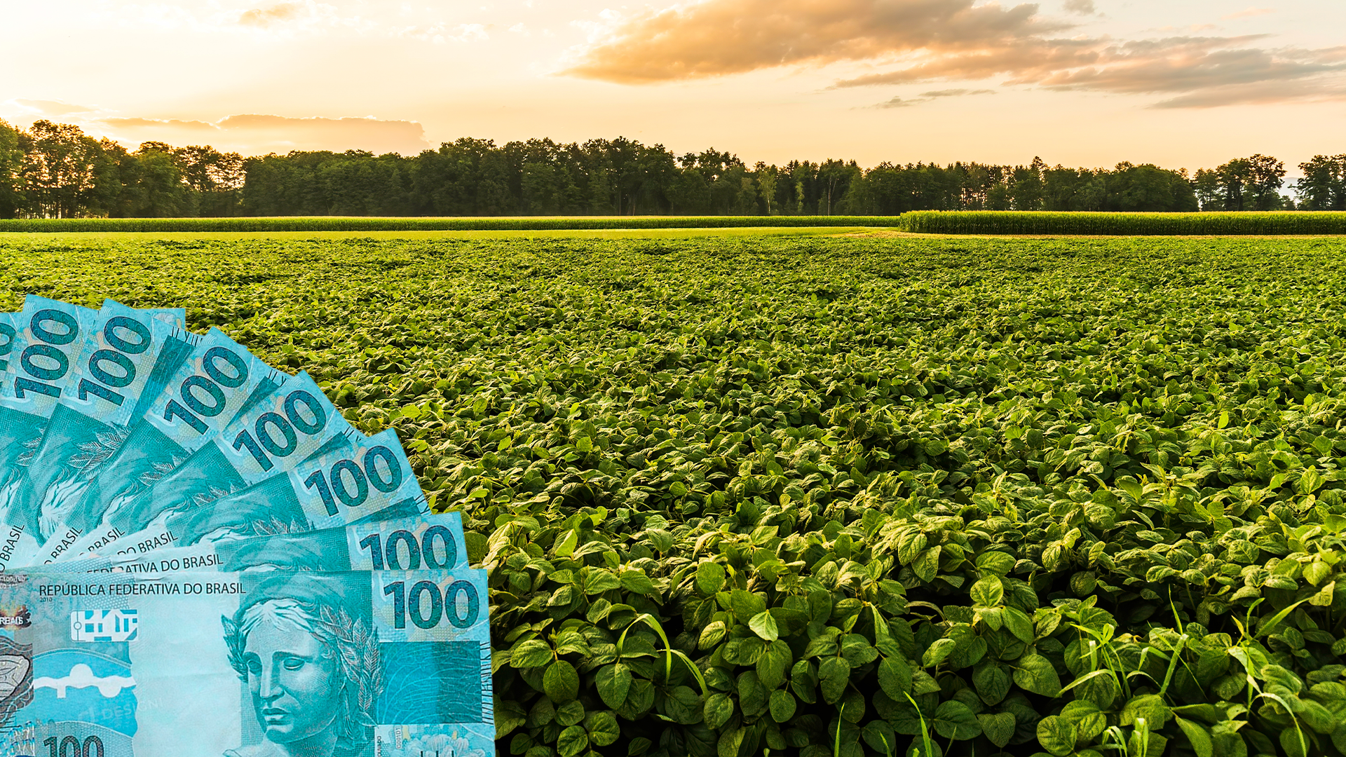 Soja e milho: semana começa com mais negócios, mas câmbio valorizado esfria o produtor