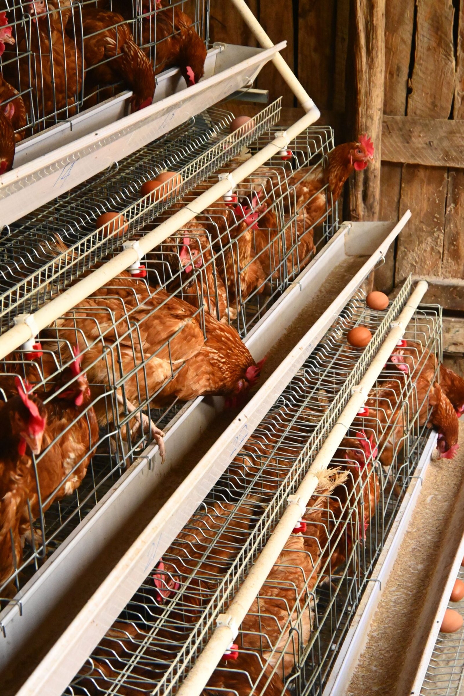 Produção de ovos perde ritmo no início de 2026 e preços sobem no Brasil