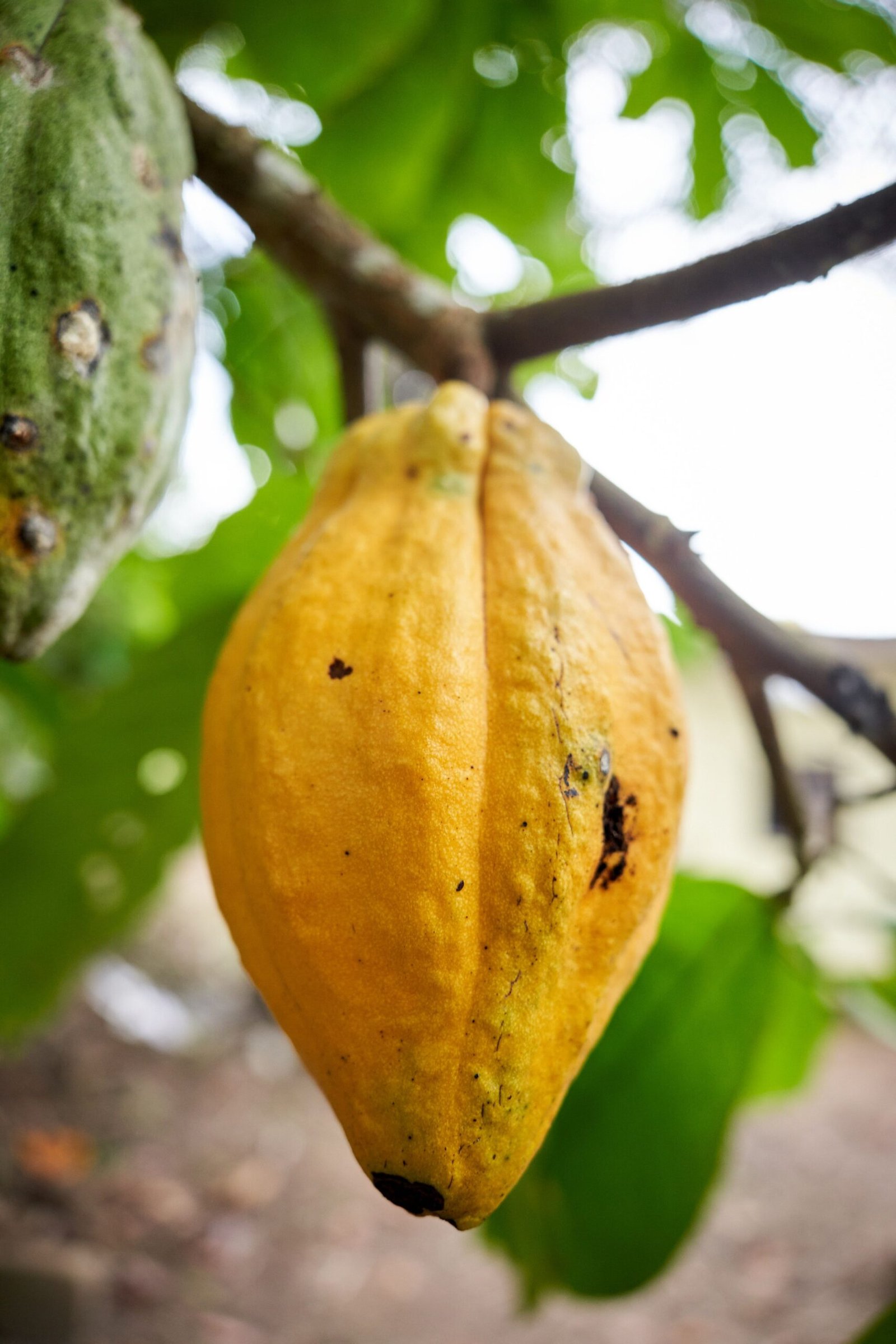 Cacau atinge máxima de um mês em Londres com temores sobre o El Niño na África Ocidental — Brasil amplia produção no Cerrado mineiro
