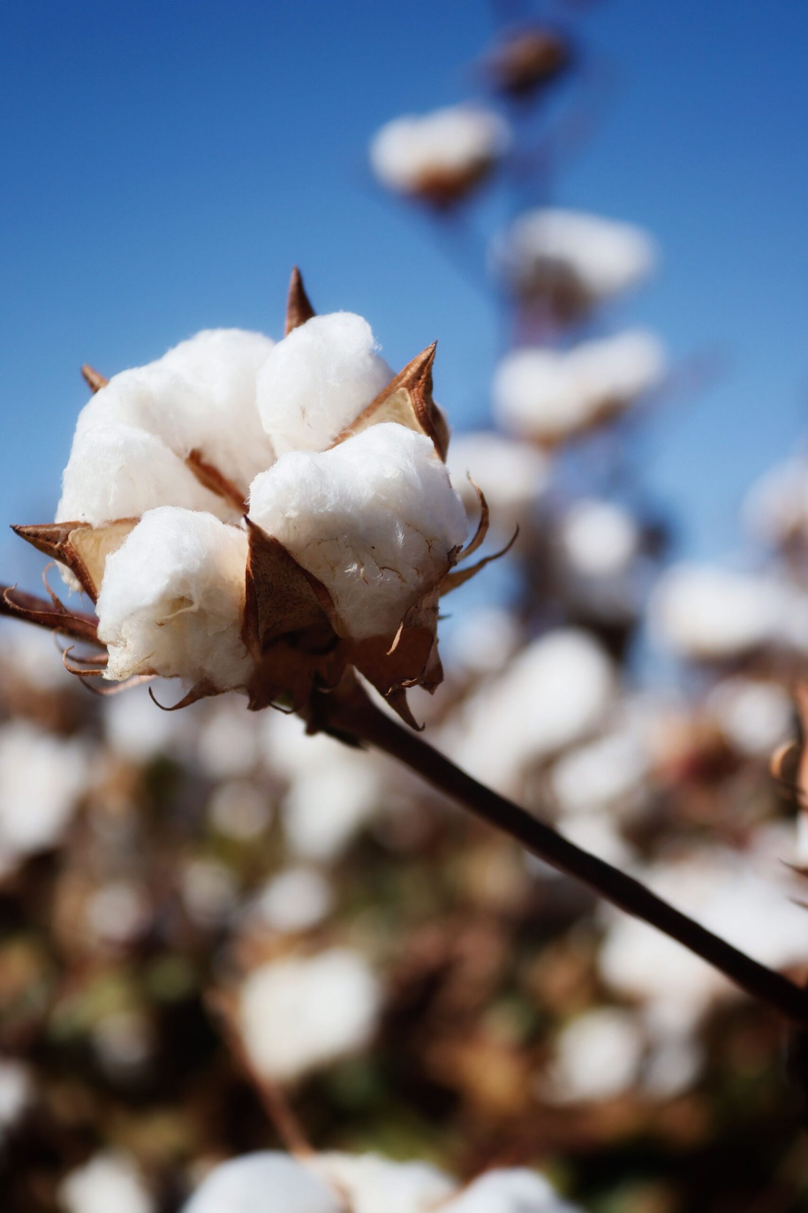 Algodão recorde no Brasil reforça otimismo para a retomada da cotonicultura cearense em Tauá