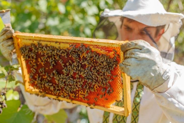 Mel do Cariri — Santana do Cariri lidera produção nacional de mel com quase 1,2 mi de kg e Ceará sobe para 5º no ranking